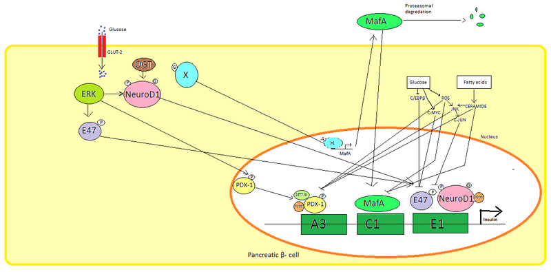 Insulin gene activation