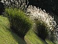 Japanese pampas grass ススキの穂波PB080105
