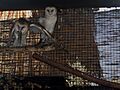 LD.barn.owls