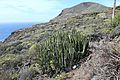La Palma - Villa de Mazo - Lugar Playa La Salemera-Lomo Oscuro - Euphorbia canariensis + Montaña del Azufre 01 ies