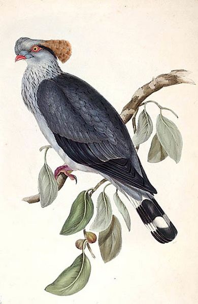 Lopholaimus antarcticus lithograph