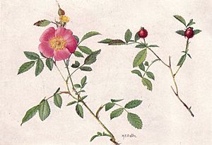 Low or Pasture Rose (NGM XXXI p506)