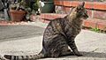 Mackerel tabby profile