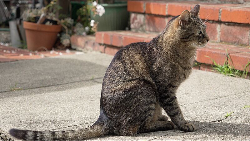 Mackerel tabby profile