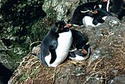 MacquarieIslandRockhoppers