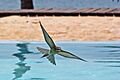 Madagascar bee-eater (Merops superciliosus superciliosus) in flight