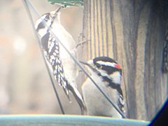 Male and female downy woodpeckers eating, 2017