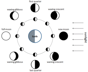 Phases Of The Moon Chart For Kids