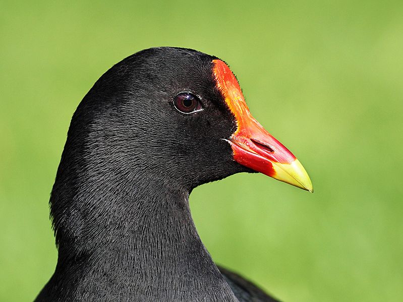 Moorhen-beak443