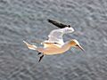 Morus-bassanus Northern Gannet