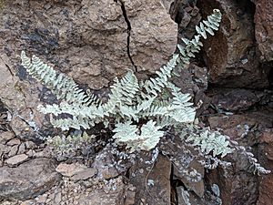 A light grayish-green fern growing in a rock crevice