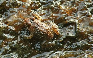 Nannophrys ceylonensis frog