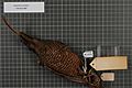 Naturalis Biodiversity Center - RMNH.AVES.140704 2 - Drepanornis bruijnii Oustalet, 1880 - Paradisaeidae - bird skin specimen