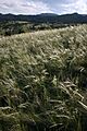 Needleandthreadgrass2