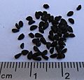 Nigella Sativa Seed