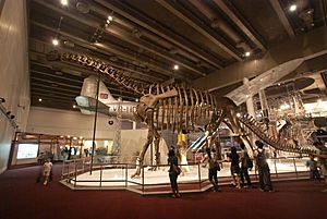 Nuoerosaurus chaganensis.JPG
