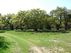 Oak Grove in 'The Thicks', part of Staverton Park - geograph.org.uk - 1281424