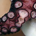 Octopus-sucker-deformity