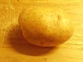 One organic Melody potato grown in Worcestershire in 2015.jpg
