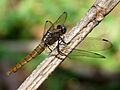 Orthetrum pruinosum female by kadavoor