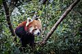 Panda roux aux aguets.