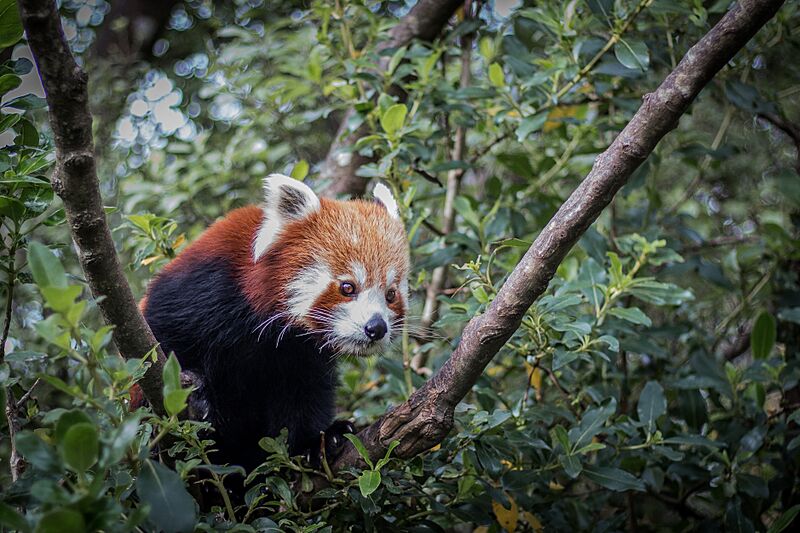 Panda roux aux aguets.