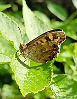 Pararge aegeria - Salary Brook Local Nature Reserve, Colchester, Essex, 2024-05-01