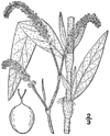 Persicaria careyi BB-1913