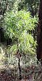 Persoonia longifolia tree2