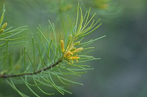 Persoonia pauciflora 10