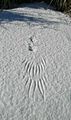 Pheasant snow angel (23101508599)