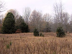 Pinson-mounds-mound14sector