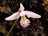 Pogonia ophioglossoides Orchi 29.jpg