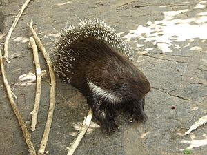 Porcupine Berlin Zoo