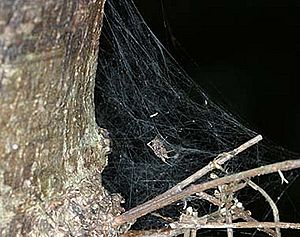 Portia.fimbriata.female.in.its.web.-.tanikawa
