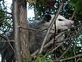 Possum122708