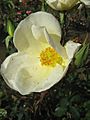 Precious-Porcelain-Maddingley-2-6-2013