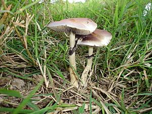 Psilocybe-subcubensis.jpg