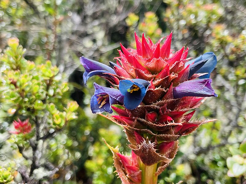 Puya eryngioides 240867650