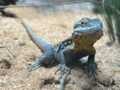 Red-Barred Dragon at Taronga Zoo's ARC