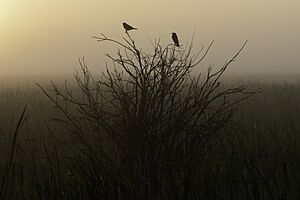 Red-winged blackbird silhouettes at McGregor Marsh in McGregor, Minnesota