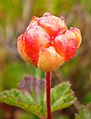 Rubus chamaemorus fruit