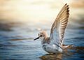 SANDERLING