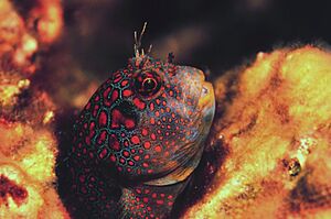 Sanc0407 - Flickr - NOAA Photo Library.jpg