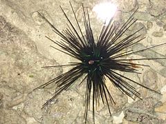 Searchin' for an urchin (Diadema setosum)