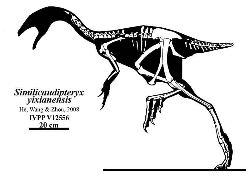 Similicaudipteryx