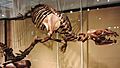 Skeleton of Allodesmus