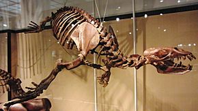 Skeleton of Allodesmus