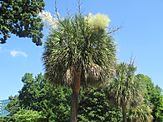 South Carolina palmetto tree, Columbia IMG 4790
