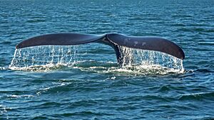 Southern right whale caudal fin-2 no sky